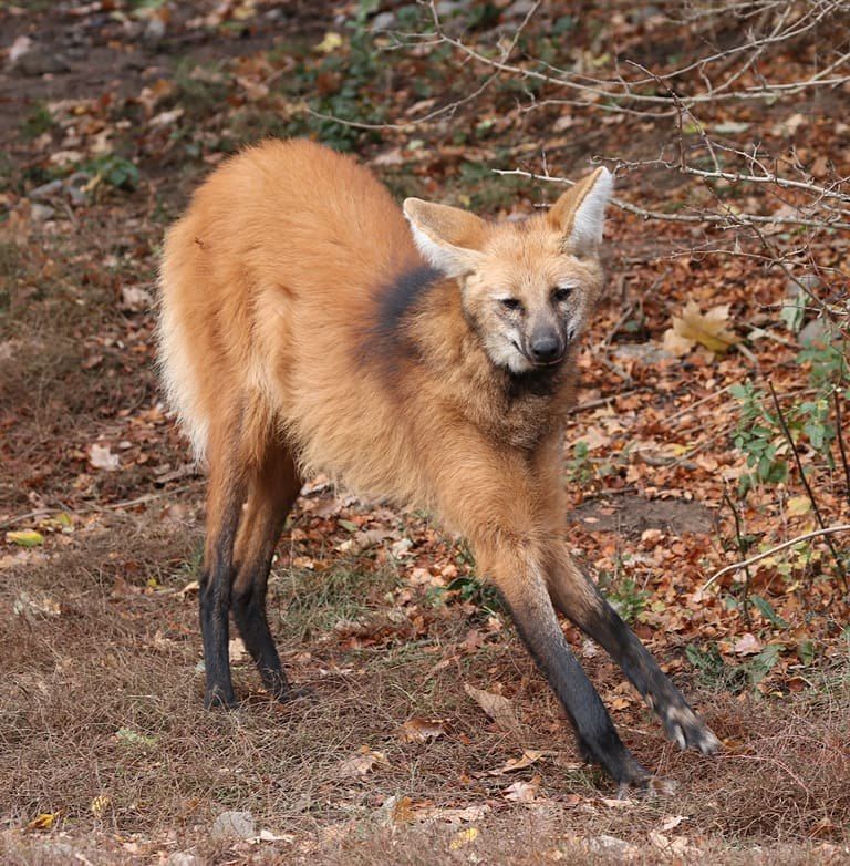 Image of manes