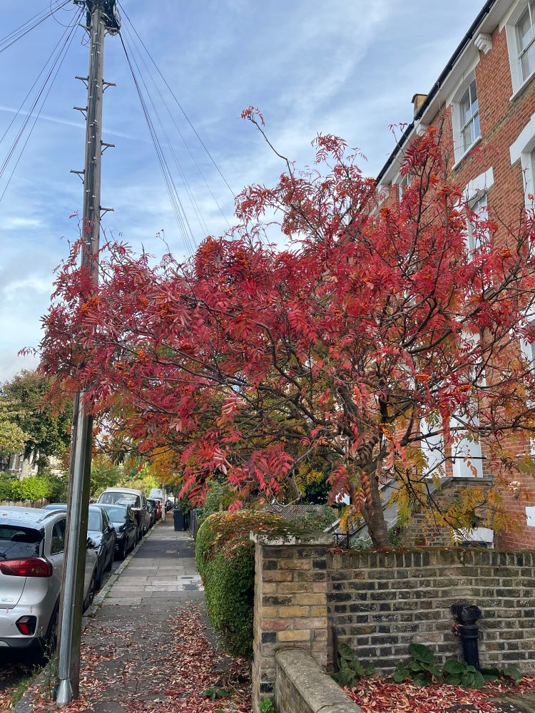 A bright red Rowan tree in front of a terraced house 