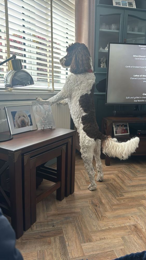Brown Parti labradoodle standing on back legs looking out a window. 