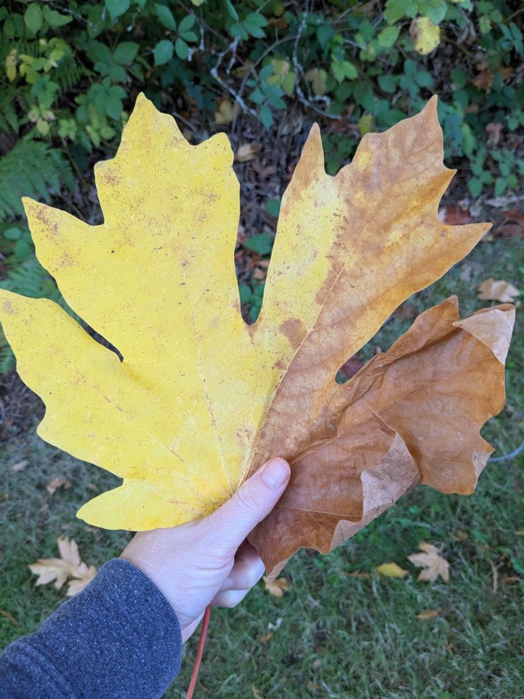 A hand holding a leaf from a Big Leaf Maple tree. It's many times bigger than the hand.