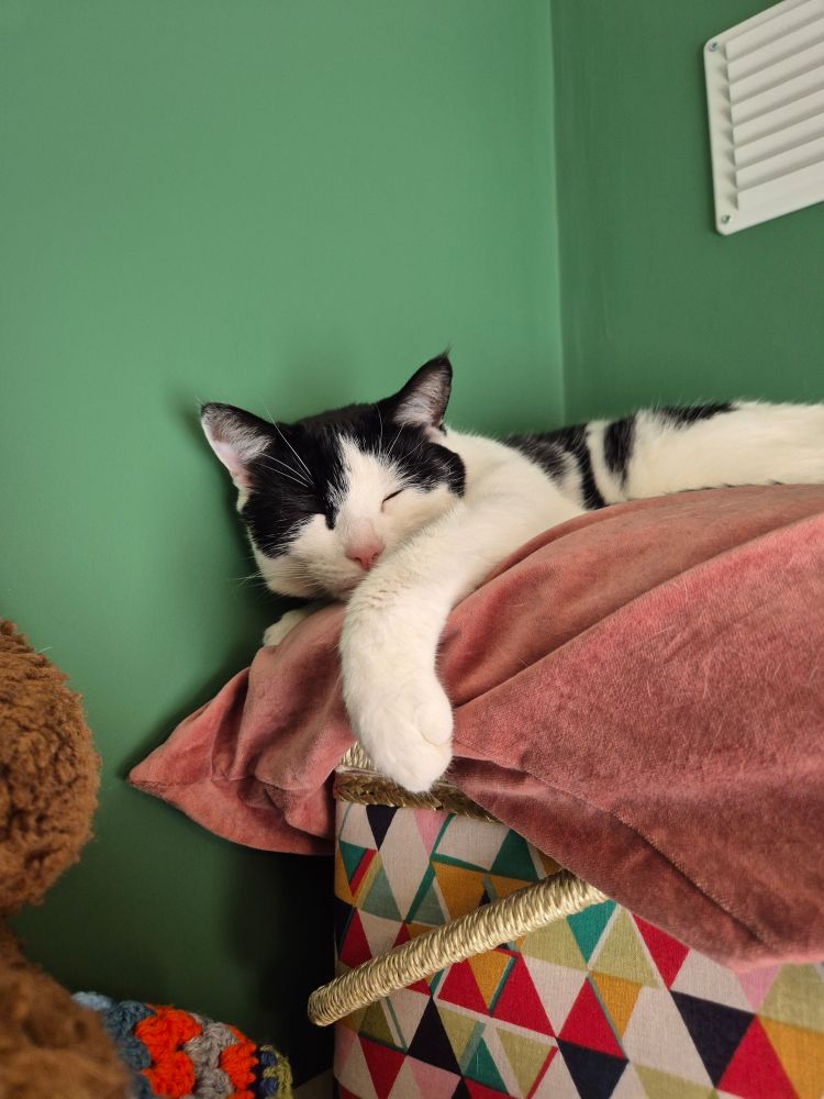 A sleepy looking black and white cat sat atop a pink cushion on a brightly coloured box. He has his eyes open a smidgen, as to enquire who might be bothering him.