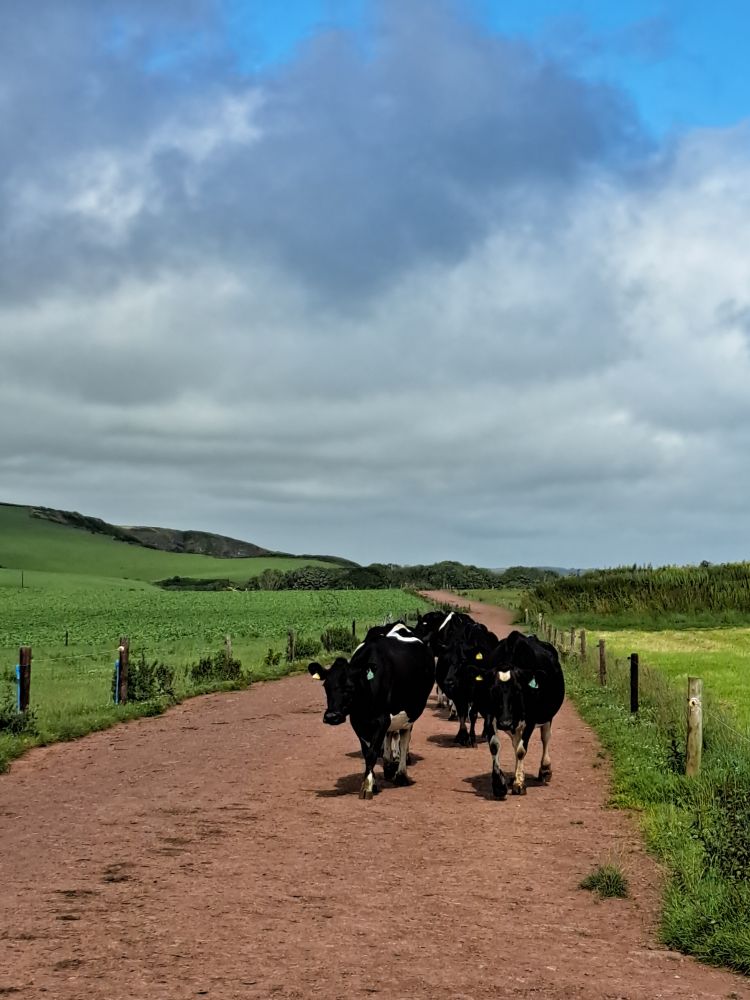 Posse of cows walking along a path