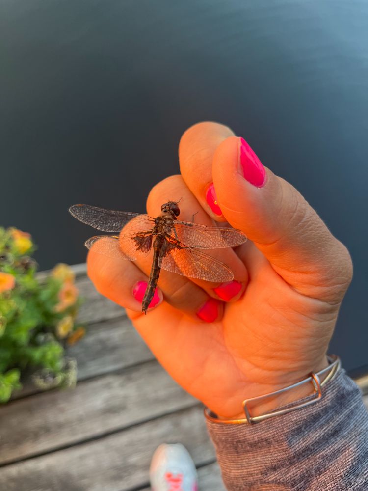 a dragonfly perched on a hand wearing pink nailpolish
