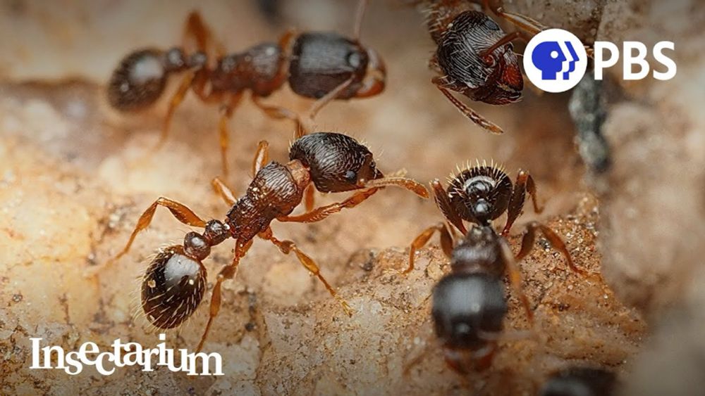 How Ants Make Our Cities Healthier