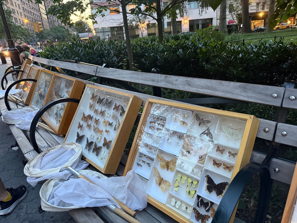 Moths in glass topped drawer