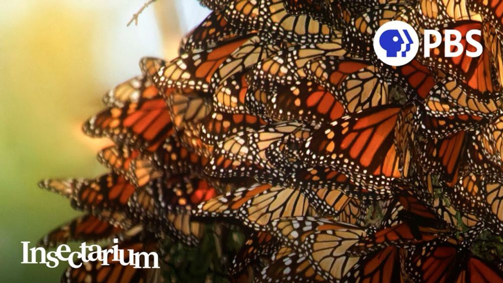 Butterfly Effect: How Scientists Are Trying To Save the Monarch Butterfly