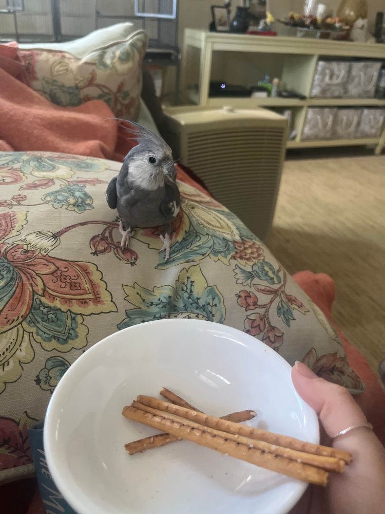 grey and white cockatiel on a couch pillow looking intently at a small bowl of pretzel sticks