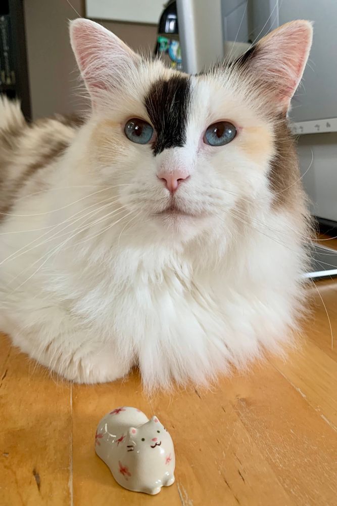 A white ragdoll cat with blue eyes, a black vertical brushstroke on the bridge of her pink nose and orange rosy cheeks sits in a loaf position on a wooden table. There’s a tiny, beige, hand-painted ceramic kitty with a pink nose and pink flowers cat-loafing in front her.