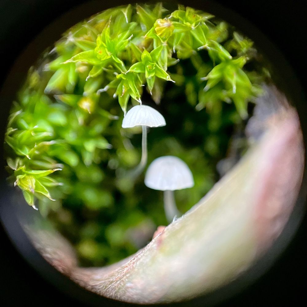 Macro capture of two tiny white mushrooms with convex caps and translucent twisted stems sticking out of a dark ridge in a tree surrounded by moss and tree bark.