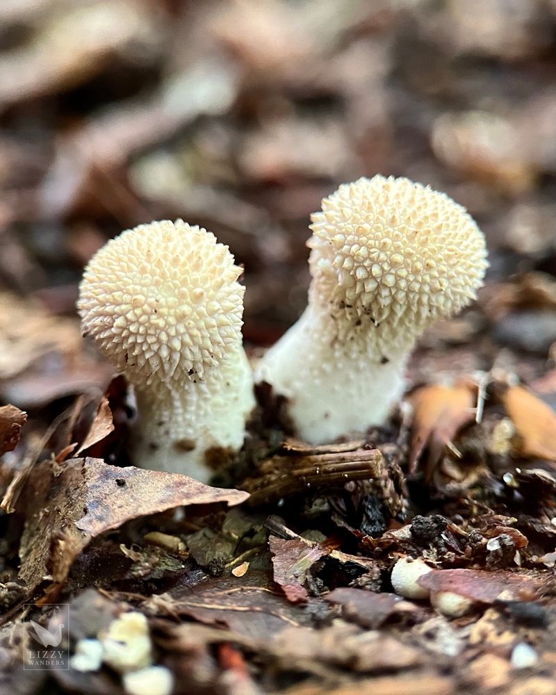 Two gem-studded puffball mushrooms have emerged, side by side, from a woodland floor covered in brown leaf duff. They have rounded cream-colored tops covered in short spiny bumps tapering to a bulbous whitish stalk.