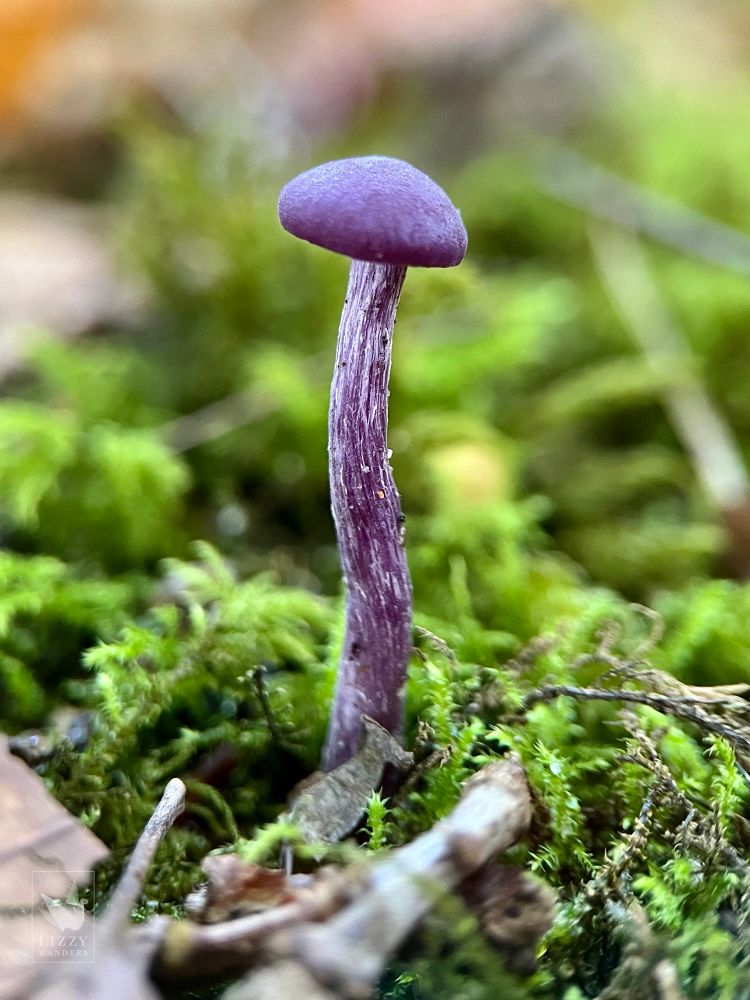 A small amethyst deceiver mushroom with a very tall, slightly curved, fibrous purple stem and a tiny, convex, deep purple cap grows from a mossy forest floor among leaf duff.