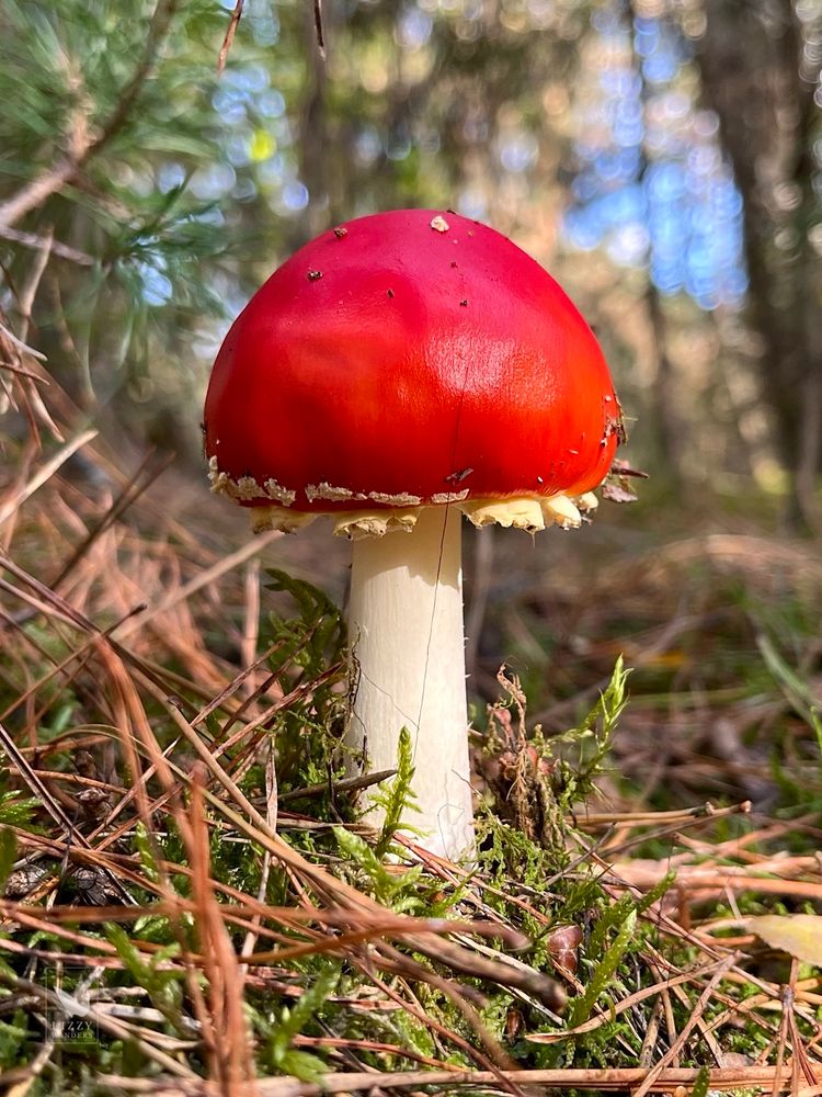 The classic Amanita muscaria, a mushroom with a bright red hemispherical cap and a thick white stipe, is growing through a bed of pine needles and moss on a forest floor. There’s only one tiny white wart left on top of the cap and a few around the bottom border (remnants of the universal veil).