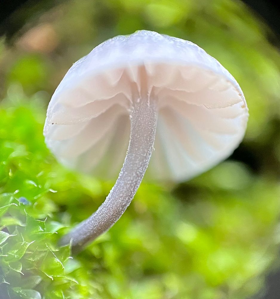 Macro shot taken from below a small mushroom highlighting the soft translucent, glowing, wavy lilac-grey gills underneath its sparkly umbrella-shaped cap and a curved grayish stem covered in glistening particles, growing from bright green moss.