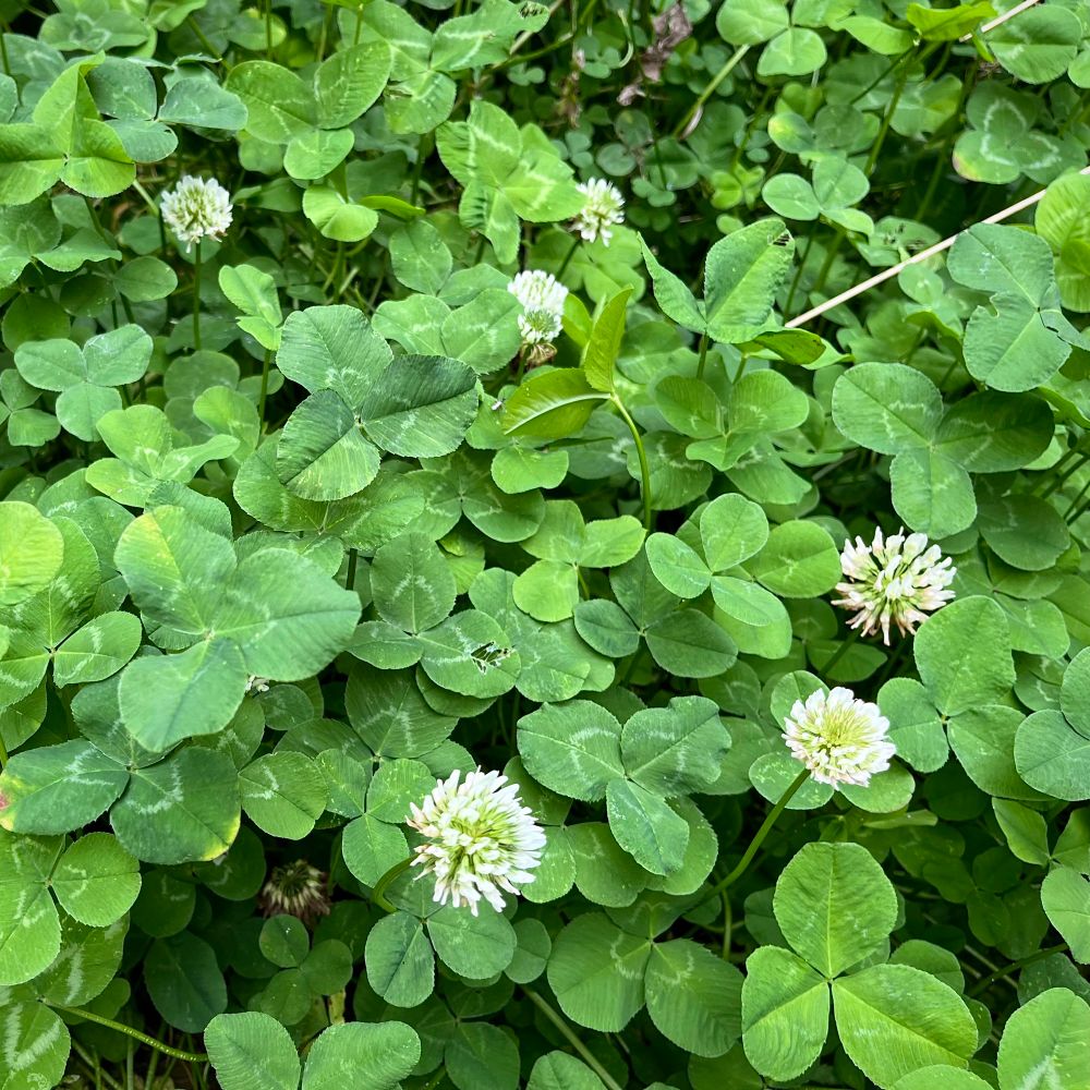 A bed of clovers with trifoliolate, elliptic, green leaves and light markings covers up the ground. Multiple flower heads with white florets on green stalks are popping up above the clovers.