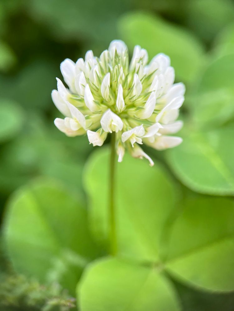 Focus shot of the flowering head of a white clover (Trifolium repens), a cluster of small white florets growing at the end of a green stalk. Blurred beneath the flower are its trifoliolate, elliptic, green leaves.