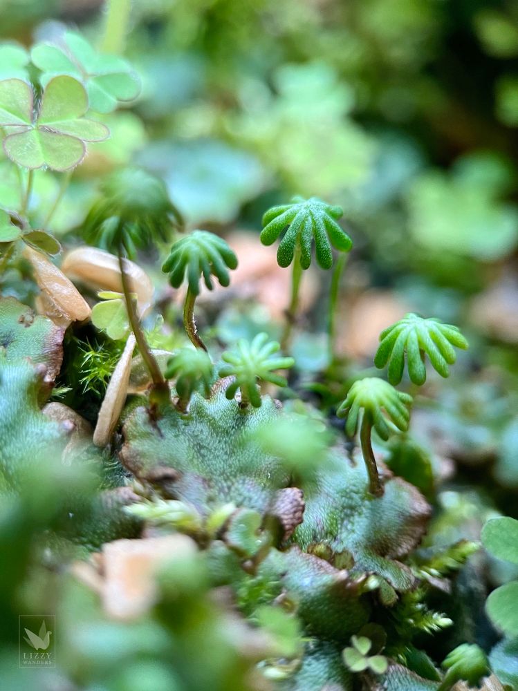 Macro shot of a miniature forest of common liverwort. Pictured are the female reproductive structures with tall brownish stalks and green star-like rays at the top, resembling tiny palm trees. They’re growing from its leaf-like plant body between strands of moss and creeping woodsorrel.