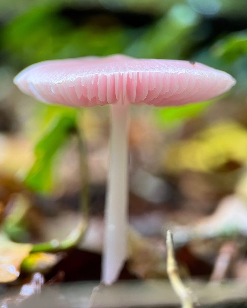 Focus shot of a rosy bonnet mushroom (Mycena rosea) with a flat pink cap,  slightly upturned pink gills and a tall narrow whitish stem, growing from a woodland floor. It looks like the bottom half of a music box ballerina with a classical tutu.