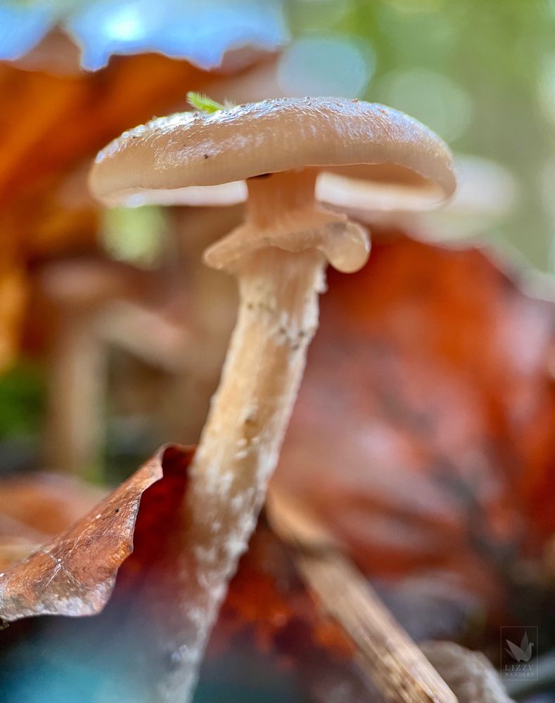 Focus shot of a small cream-colored mushroom with a tall fibrous stalk and a wet flat droopy cap growing among orange-brown leaves in a forest. There’s a ring (remnant of a veil) high up on the stalk with a singular water droplet hanging from it. On top of the cap lies a tiny tuft of moss.