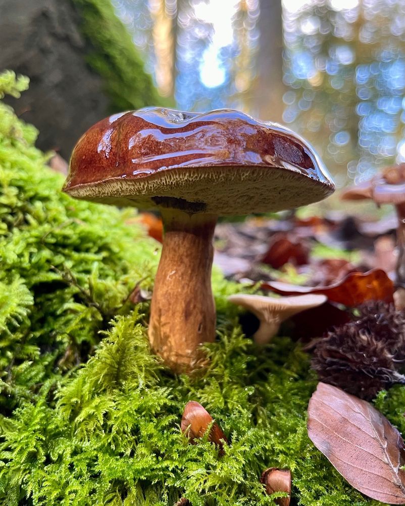 A bolete mushroom with a smooth bulbous brown cap, a pale yellow porous underside and a thick tapered orange-brown stipe is growing from a moss-covered tree root in a forest. The convex cap is covered in a slimy veil making it very shiny and glossy. There’s another small beige gilled mushroom with a flat cap growing below it and some fallen leaves and hairy beech nut husks.