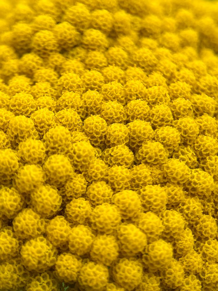Macro shot of a dense cluster of fernleaf yarrow flowers with a very rich, golden yellow color. The flowers are arranged in corymbs of a complex character. The smaller corymbs are arched or convex, causing them to present an uneven surface, like something scanned by an electron microscope.