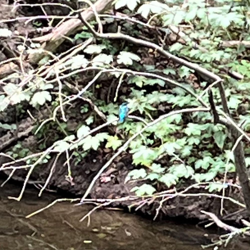 Very pixelated, fuzzy capture of a common kingfisher (Alcedo atthis) resting on a branch above water in front of a slope covered in leaves. The kingfisher is a tiny iridescent blue blob.