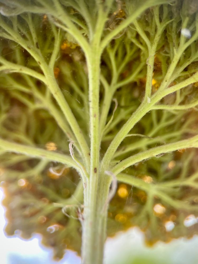 Close view of the underside of a fernleaf yarrow highlighting the complex, pale green, branching structure. The flower clusters are arranged in corymbs up top. It looks like a tree canopy.