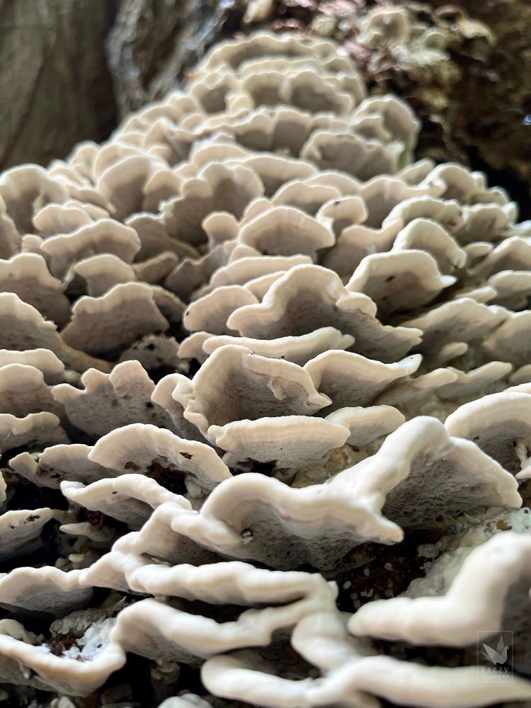 Low angle view of dense rows of turkey tail mushrooms highlighting their porous, cream-colored undersides and white wavy edges. The fungi are cascading down the foot of a stump.