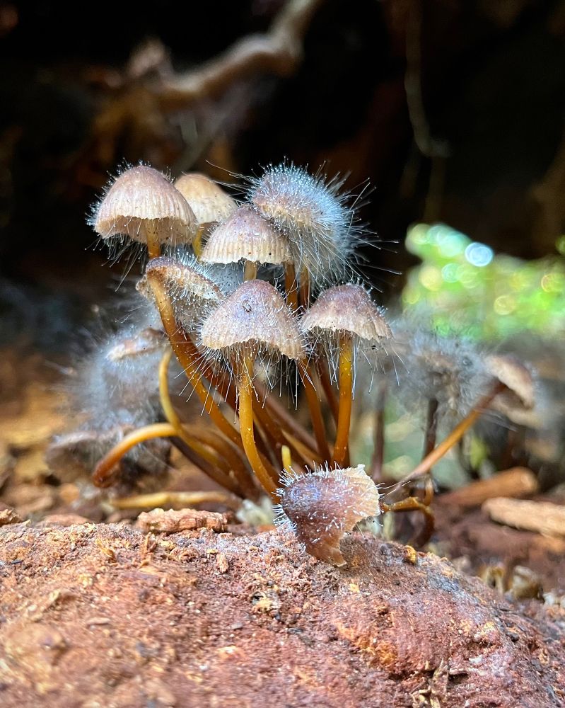 A cluster of brownish bonnet mushrooms with yellow-brown stems grows inside a big hole of a huge decaying log. Their conical caps are covered in bonnet pin mold (Spinellus fusiger), long, branching, filamentous structures that bear a sporangium.