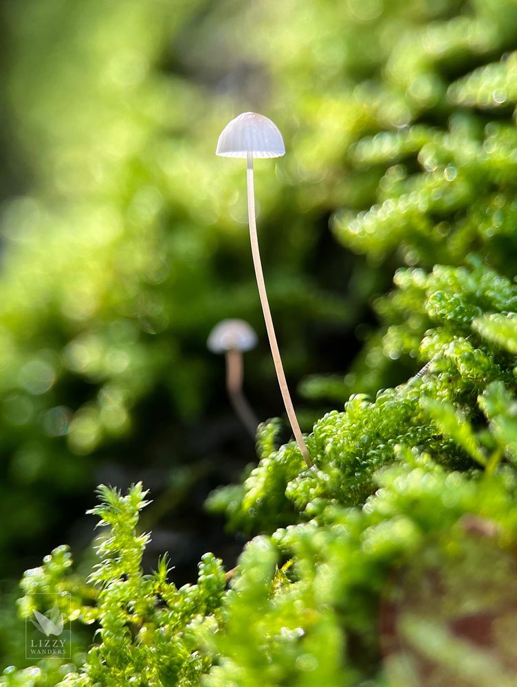 A tiny delicate white bonnet mushroom with a very tall, hollow stem and a glowing, umbrella-shaped cap grows from a moss covered tree trunk. The mushroom cap is lit from behind casting a nice shadow on the narrow stem. Out of focus behind it is another similar, but even tinier mushroom with a little snap in its stem and more bokeh moss.