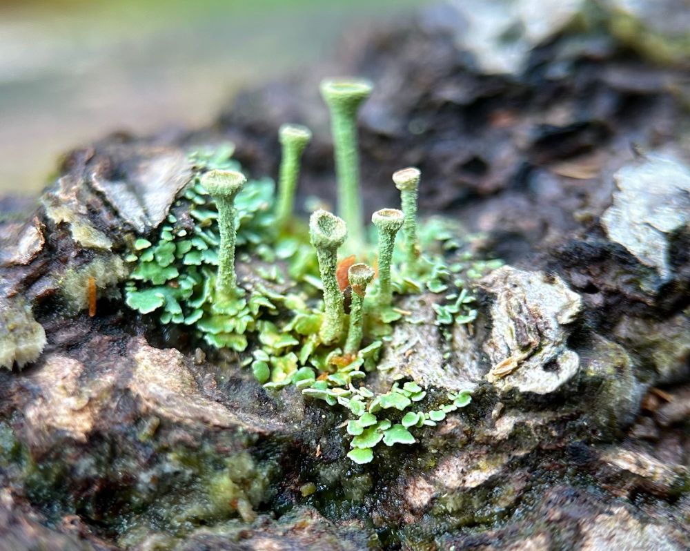 Focus shot of a group of pixie cup (cladonia) lichen growing from a base of layered, leafy lobes on top of a gnarly rotting log. They have tall stalks gradually flaring into goblet-shaped cups and they’re covered in granules. Their colors range from light green, to yellow-green to turquoise. It looks like a miniature green world on a rock formation.