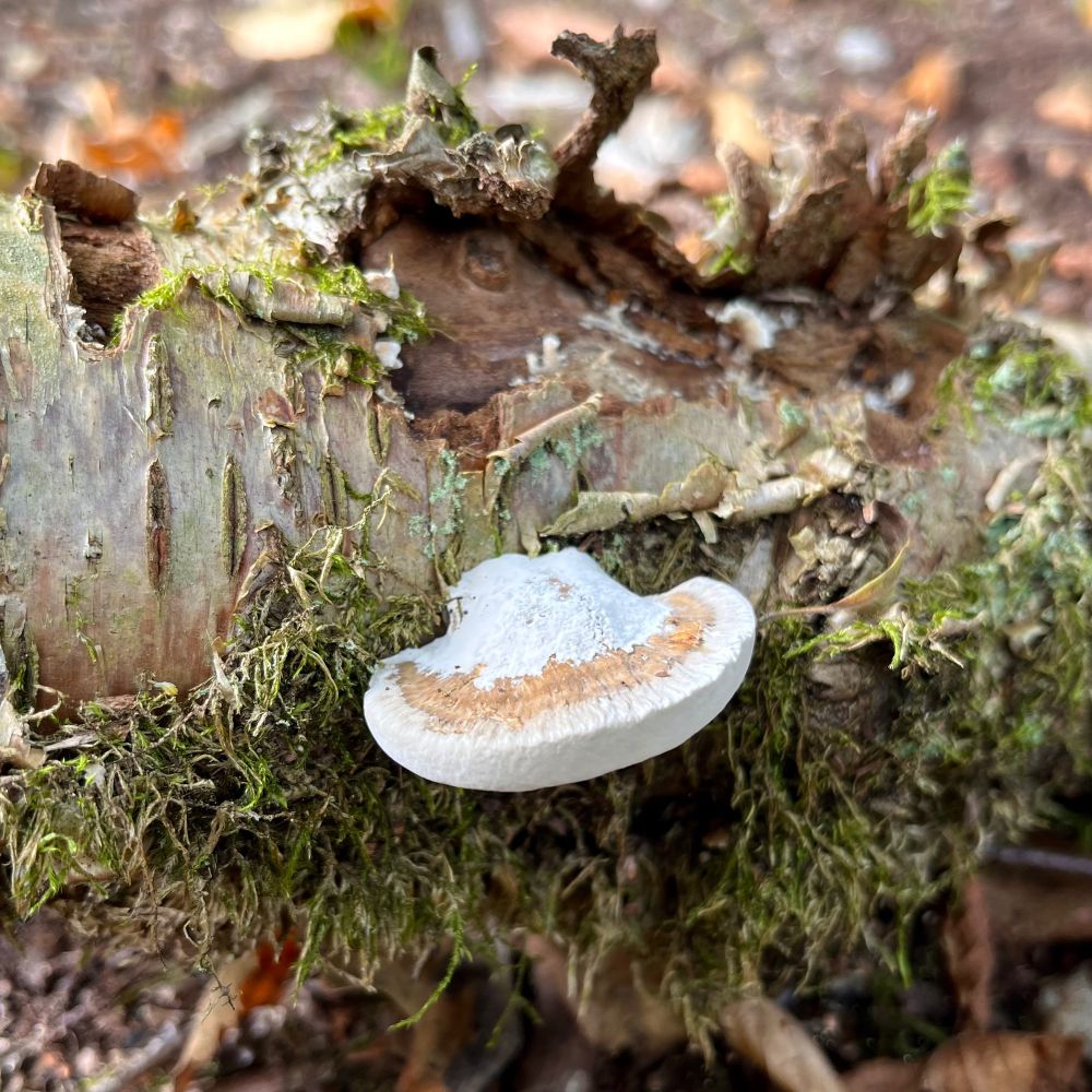 A small shelf fungus looking exactly like a sliced white button mushroom with a brownish rim grows on a mossy decaying branch.