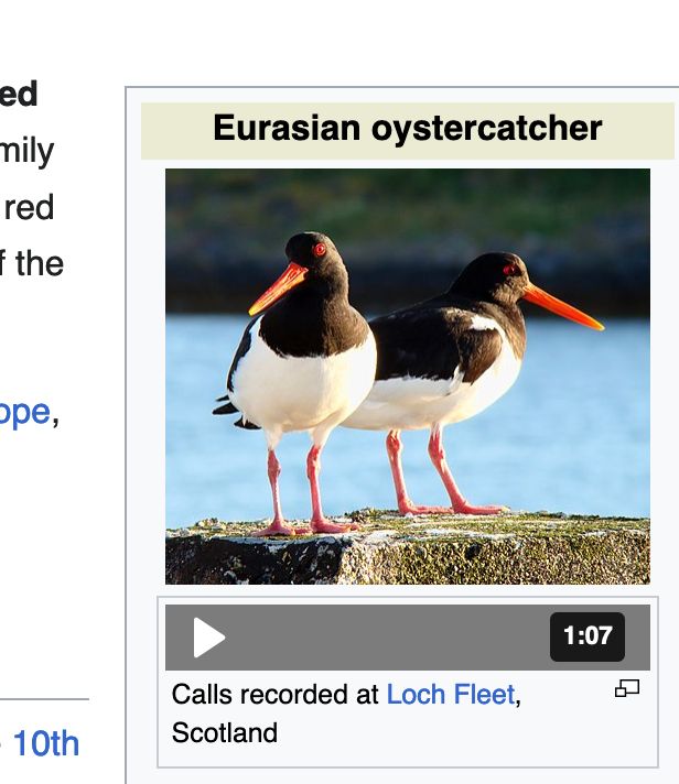 A screenshot of two Eurasian oystercatchers from the Wikipedia page. The birds have, you guessed it, a black head, wings and back, a white underside, reddish pink legs, a bright red eye and a long thin orange bill