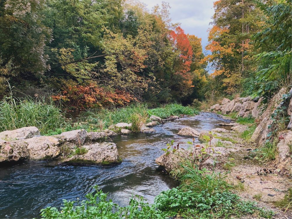 Ein ruhig dahinfließender Fluss in einer Au mit herbstlich gefärbten Bäumen an beiden Seiten des Ufers.