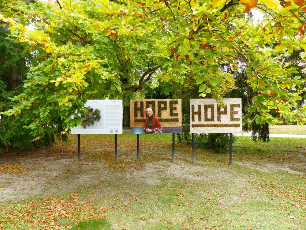 Moos-Graffiti mit dem englischen Wort Hope, daneben ist ein Foto von Jane Goodall vor dem gleichen Graffiti