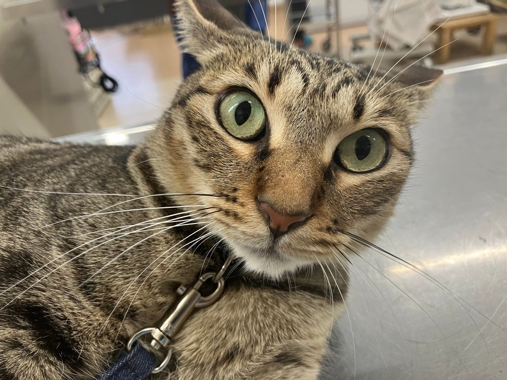キジトラの猫の顔のアップ。銀色の診察台に載っている。