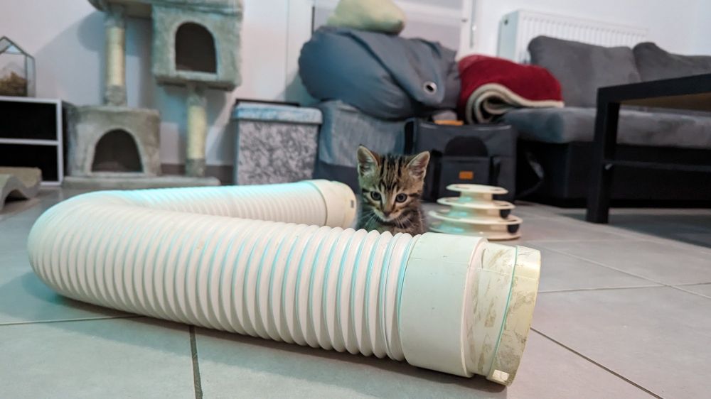 Photo de chaton qui se cache derrière un petit tuyaux