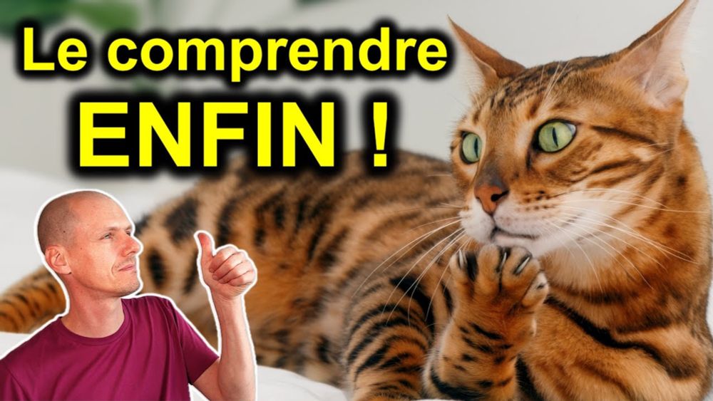 10 comportements de ton chat et leurs significations