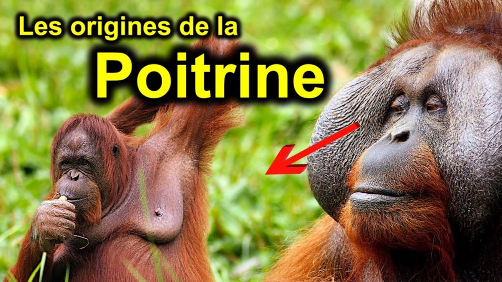 Pourquoi seuls les humains ont des seins ?