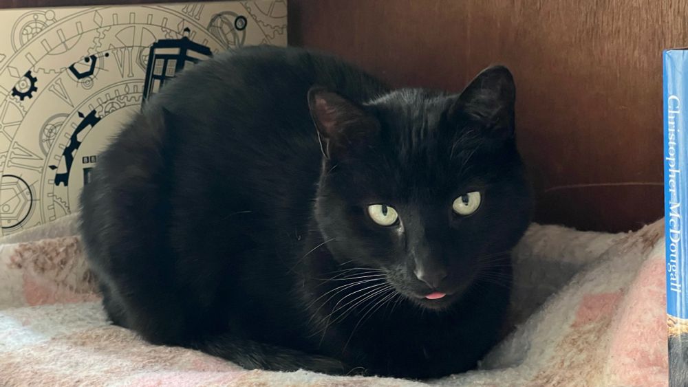 Black cat Houdini showing her tongue