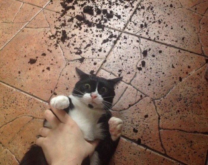 One of the images from the "who knocked over my onions" meme. It depicts a POV shot of a cat being pinned down to the floor by his owner after knocking over said onions. The cat looks absolutely terrified by this predicament.