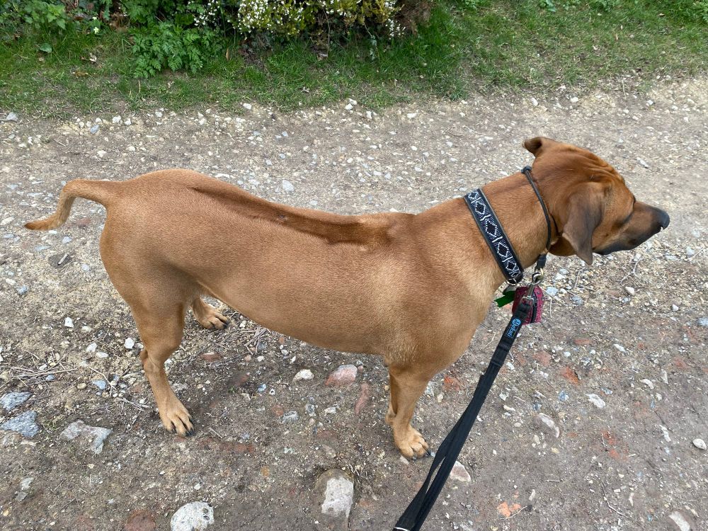 A Rhodesian Ridgeback on a walk. 