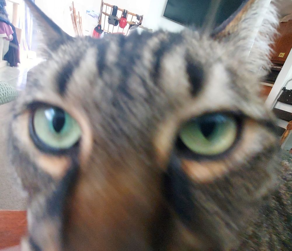 A 0.5x zoom closeup shot of my cat Rumor, sniffing the camera