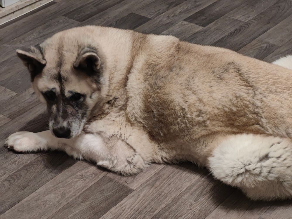 A tan and white Akita looking a little embarrassed with visible large irregular patches where she is in the middle of shedding on her legs and back 