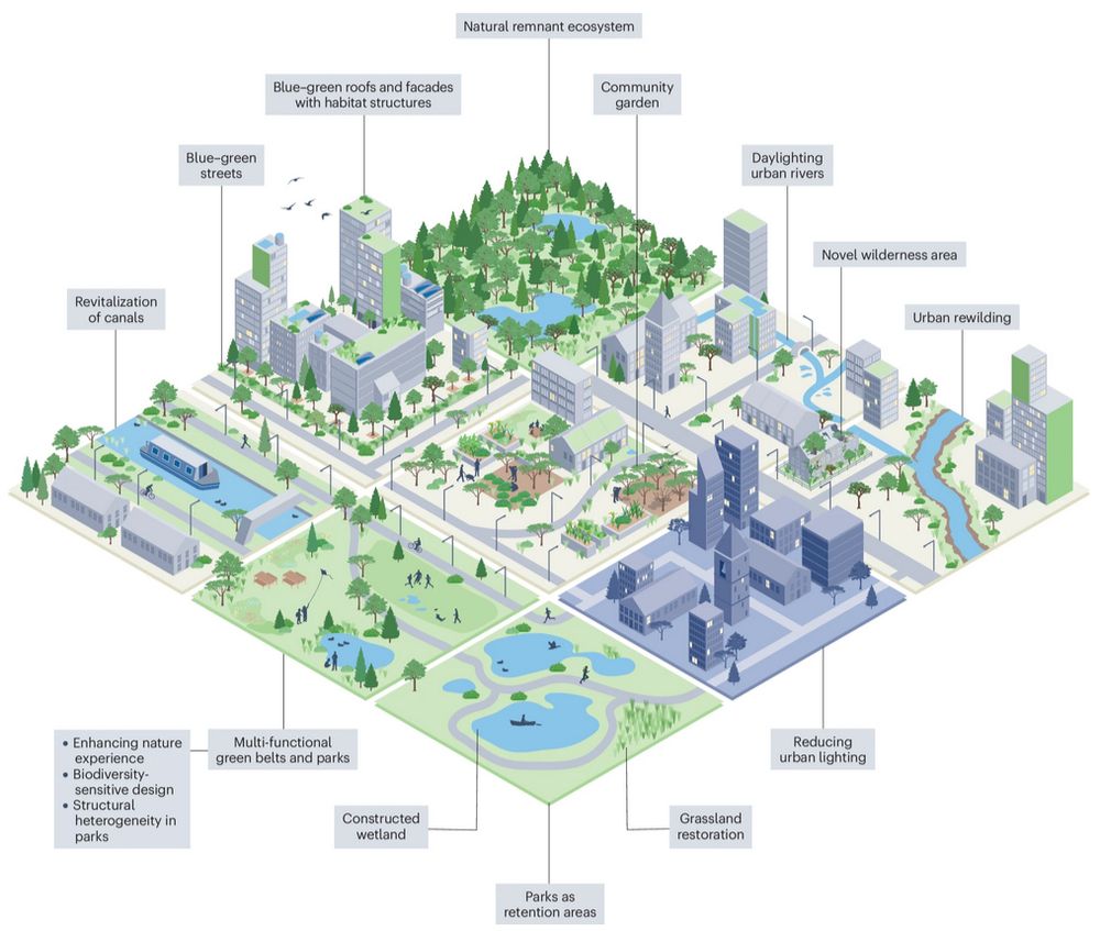 Illustration of blue-green infrastructure to enhance urban biodiversity.