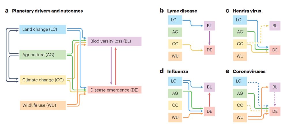 Biodiversity loss can drive disease emergence, and vice versa; they also share many of the same upstream drivers. 