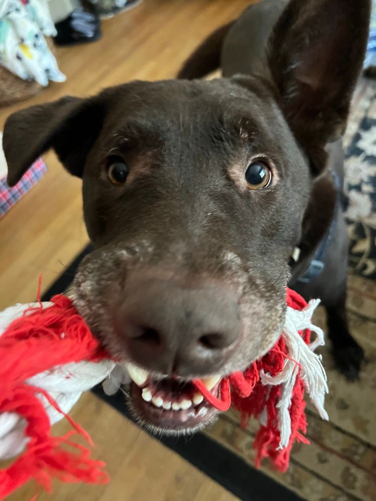 My chocolate lab mix Groot playing tug with his rope. 