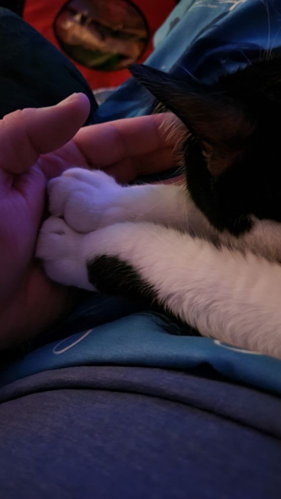 photo of my cat's front paws tucked gently into the palm of my left hand. she is seen fron behind laying across my stomach /lap on a pale blue towl and faded blue t-shirt. the edge of the recliner arm and a red cat hidey thing are seen in the background. her face is tucked up to my finger tip.