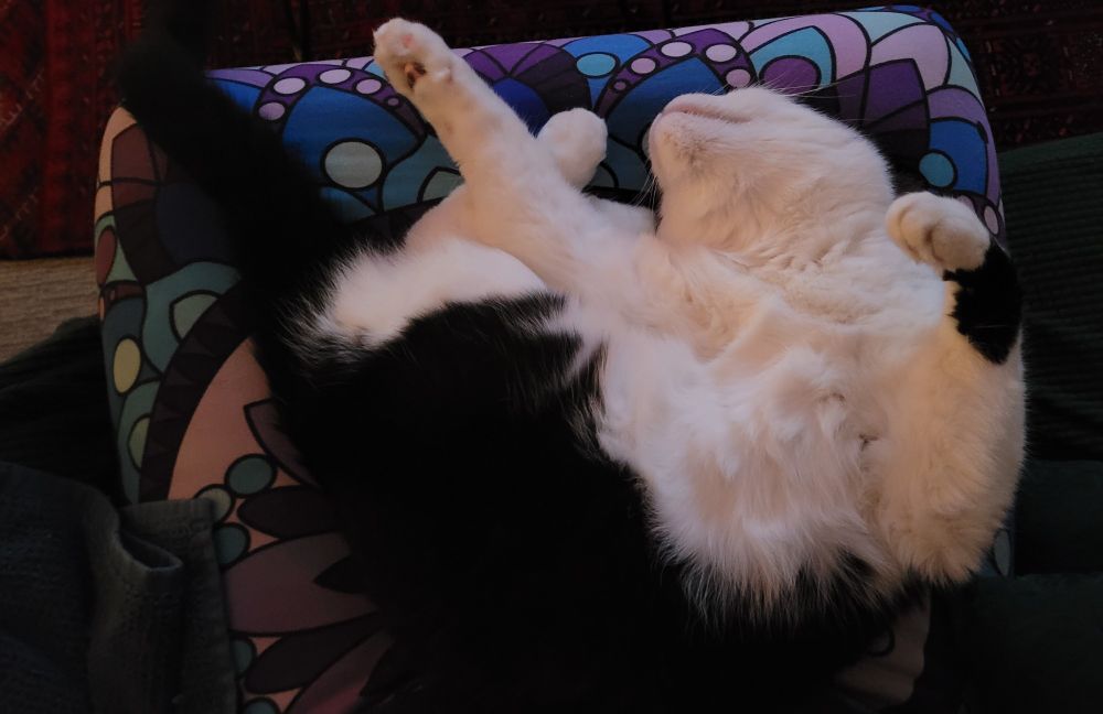 a tuxedo cat half flipped upwards on my lap. she is suspended on a purple and blue patterned towel I cinch around my waist before sitting down. her fur is thick and beautiful and you can see a hint of a 🧛‍♀️ fang on her mouth. her front paws are akimbo.