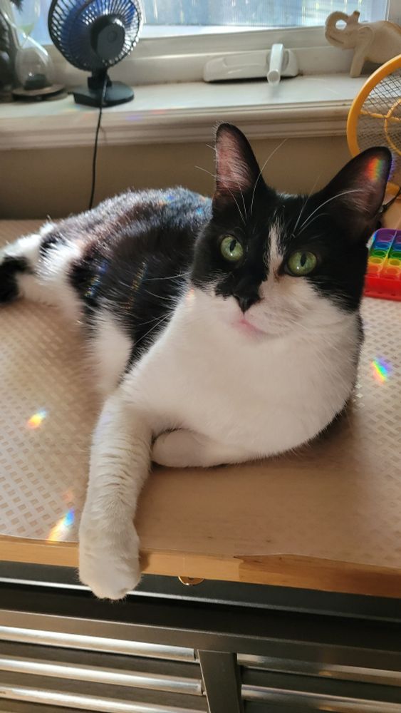 a photo of a tuxedo cat on top of a large tool chest. she is lounging and dangling her right forepaw over the edge. scattered around her are dazzling flecks of rainbow cast by a prism. 