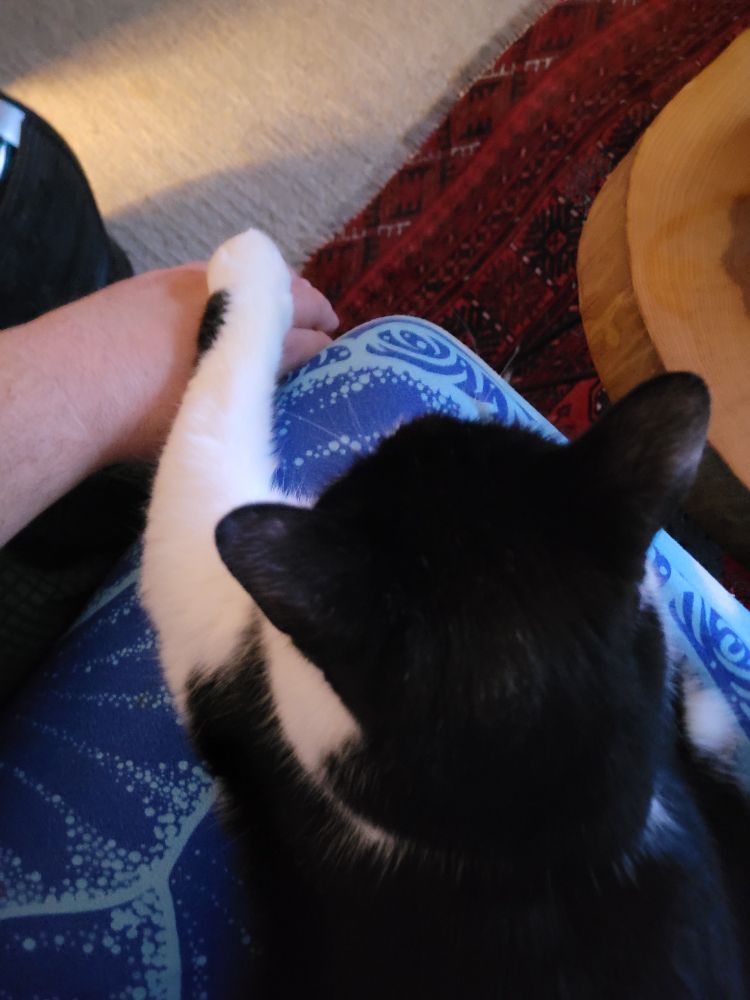a top view of a tuxedo sitting in a lap-hammoc made of blue towel and reaching her left forepaw onto my hand. she does this when i am watching horror movies or Game 7 of the World series with the blue jays up by 1.